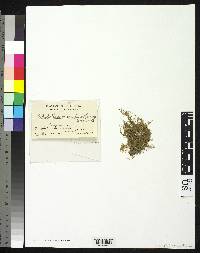 Image of Vesicularia dubyana