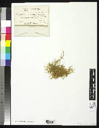 Image of Ectropothecium buitenzorgi
