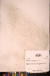 Cynodontium strumiferum image