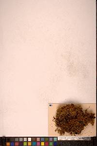 Helodium blandowii image