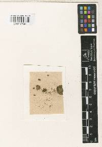 Leptotrichella paraguensis image