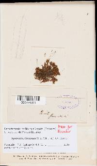 Image of Syntrichia limensis