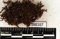 Rhexophyllum subnigrum image