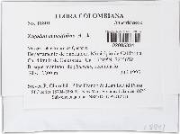 Leratia obtusifolia image