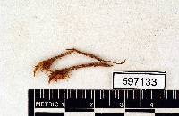 Campylopus fragilis image