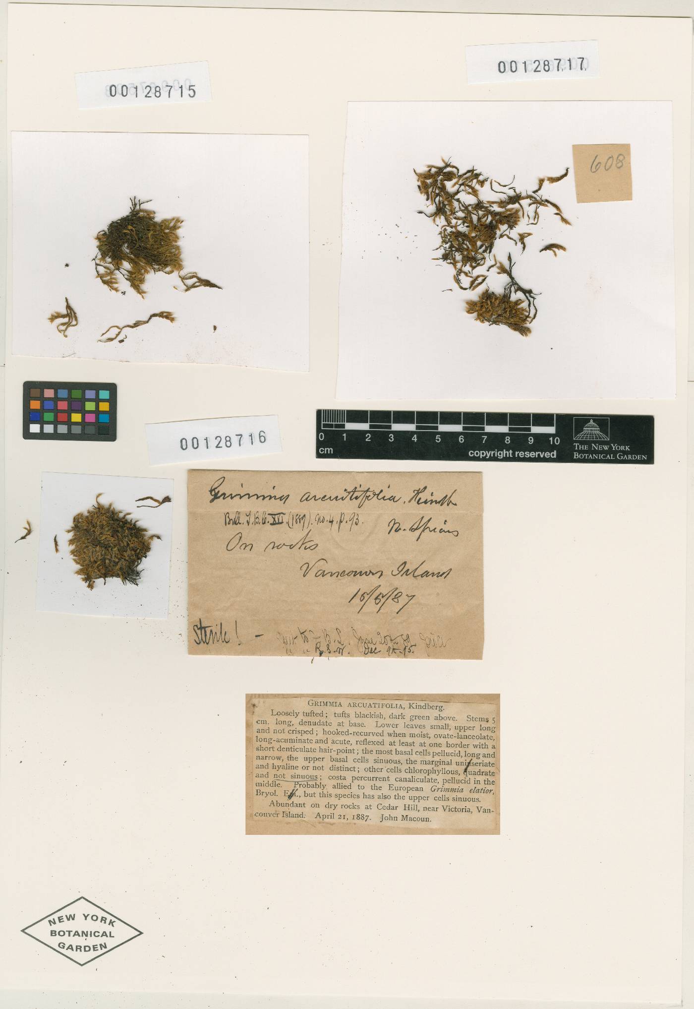 Grimmia arcuatifolia image