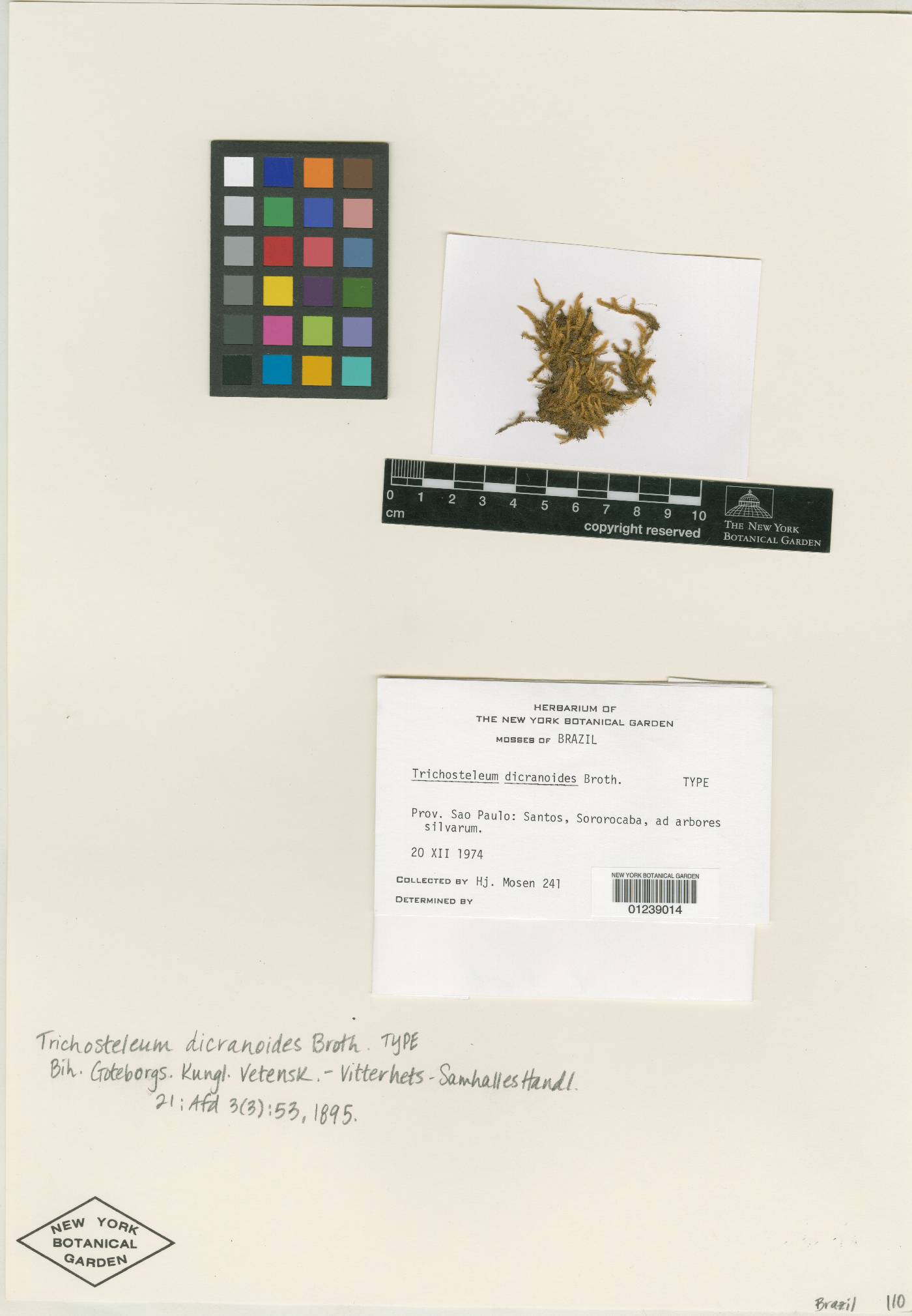 Trichosteleum dicranoides image