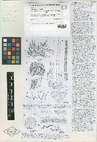 Trichocolea japonica image