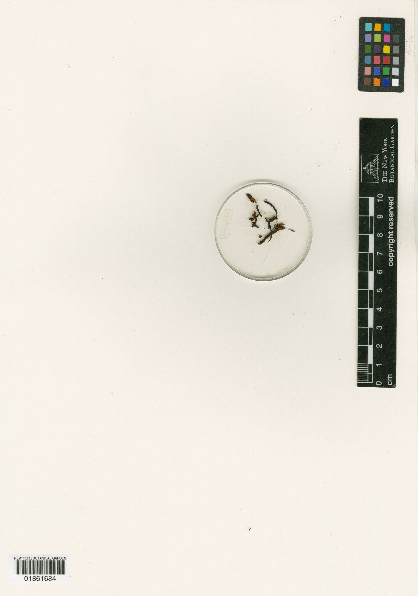 Schlotheimia ottonis image
