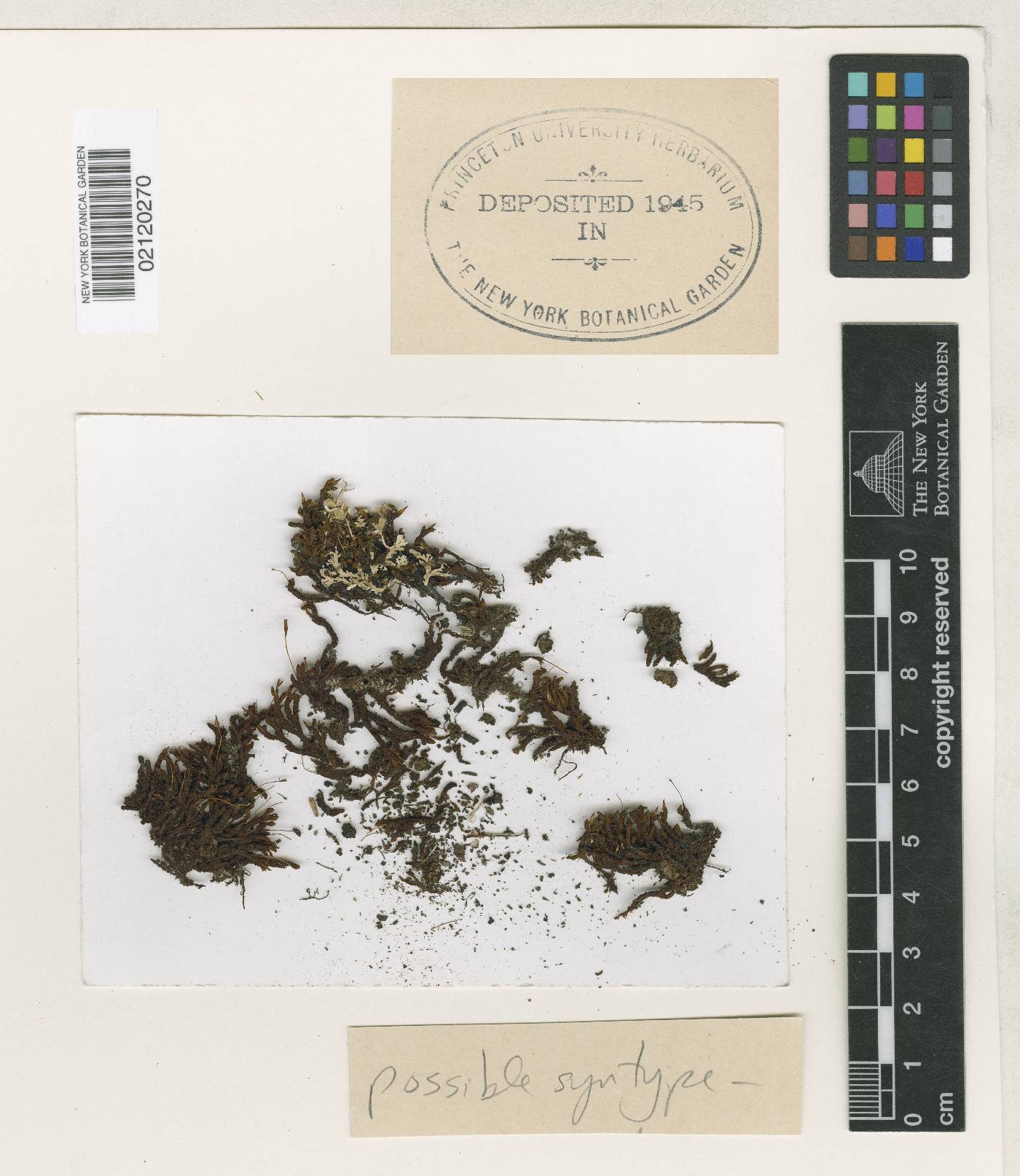 Schlotheimia regnellii image