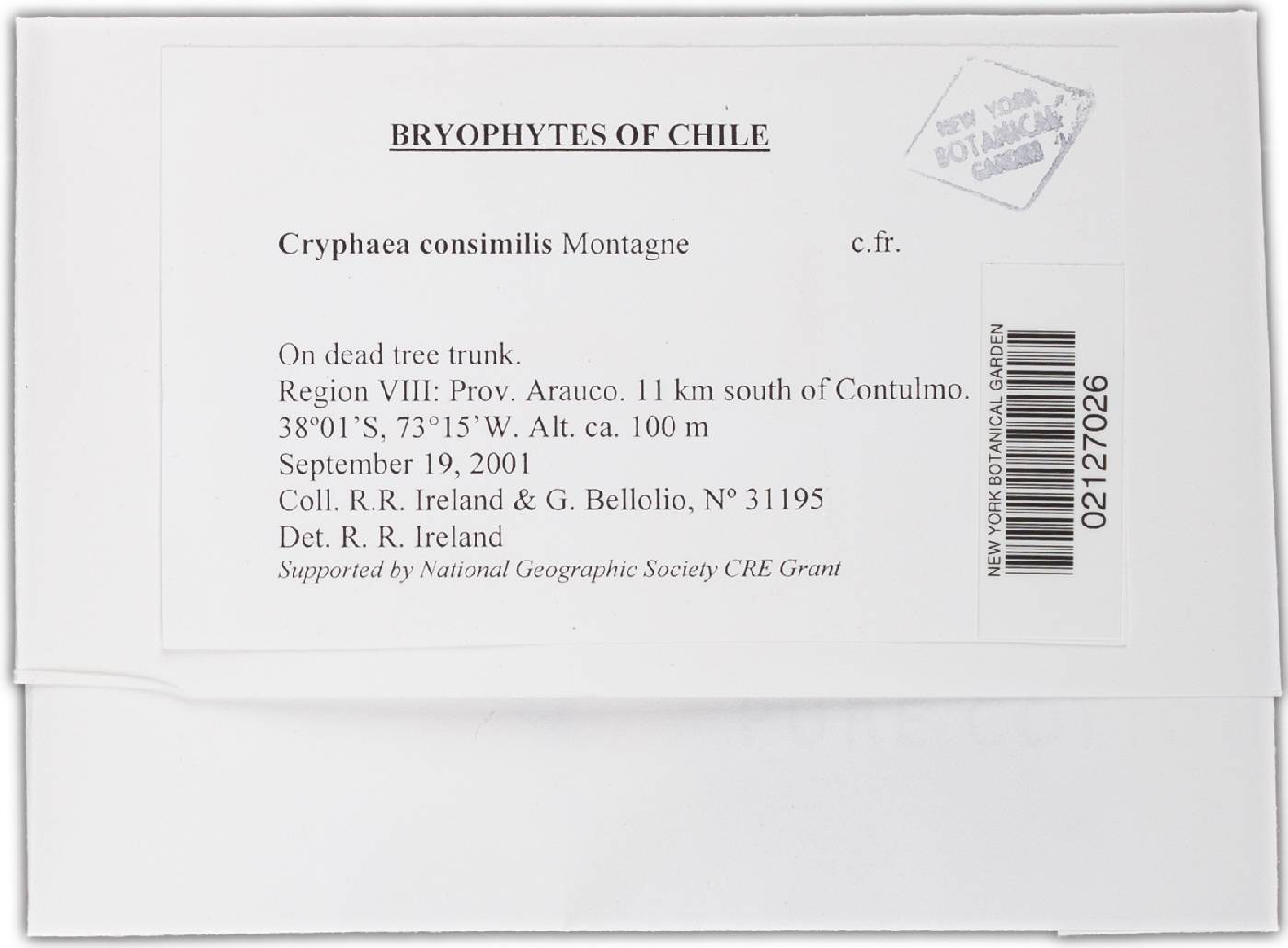 Cryphaea consimilis image