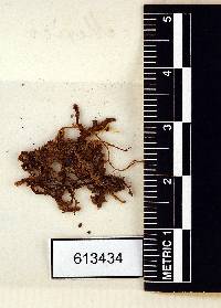 Frullania glomerata image