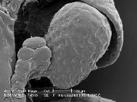 Frullania microcaulis image