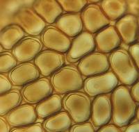 Frullania microcaulis image