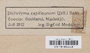 Dichelyma capillaceum image