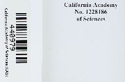 Entosthodon californicus image
