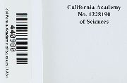 Entosthodon californicus image