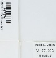 Chryso-hypnum diminutivum image