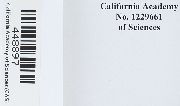 Scleropodium julaceum image