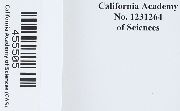 Scleropodium californicum image