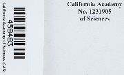 Ctenidium molluscum image