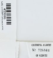 Claopodium whippleanum image