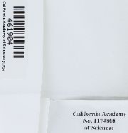 Antitrichia californica image