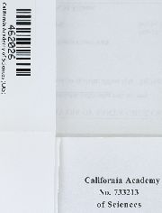 Antitrichia californica image