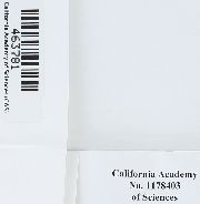 Ctenidium subrectifolium image