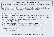 Homalothecium californicum image