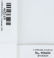 Scleropodium obtusifolium image