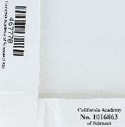 Rosulabryum gemmascens image