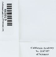 Leucolepis acanthoneura image