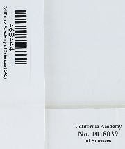 Leucolepis acanthoneura image