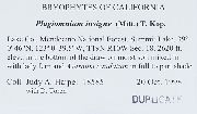 Plagiomnium insigne image