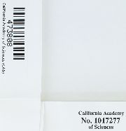 Rosulabryum capillare image