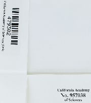 Lewinskya affinis image