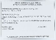Lewinskya rupestris image