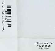 Orthotrichum cupulatum image