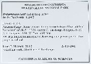 Orthotrichum hallii image