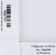 Orthotrichum pellucidum image