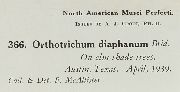Orthotrichum diaphanum image
