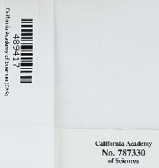 Lewinskya pycnophylla image