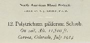 Polytrichum piliferum image