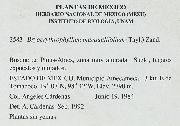 Bryoerythrophyllum inaequalifolium image