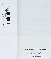 Crumia latifolia image