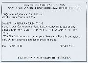 Didymodon tophaceus image