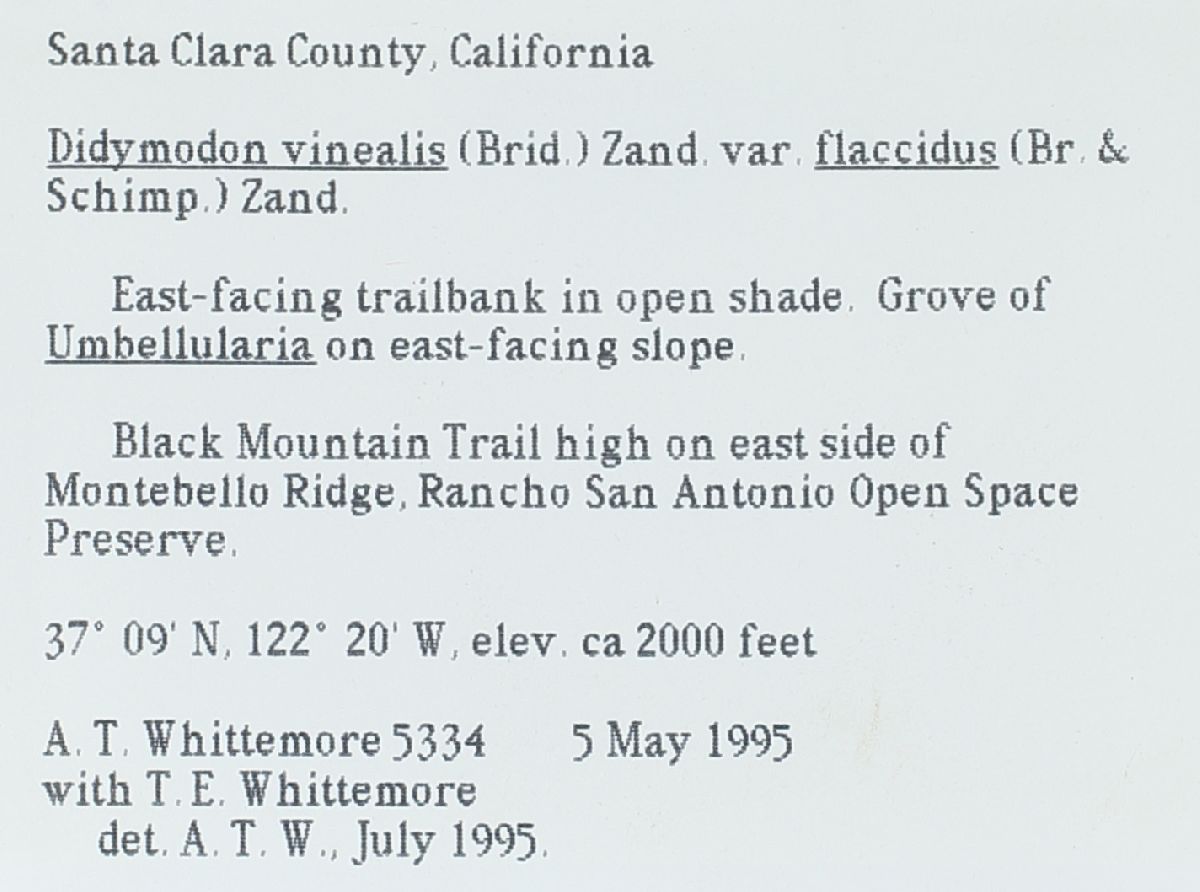 Didymodon vinealis var. flaccidus image