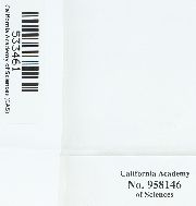Syntrichia latifolia image