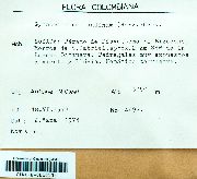 Gymnomitrion bolivianum image